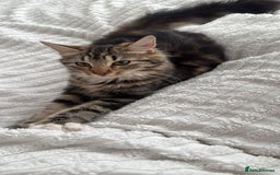 Bengal cats for sale: Re homing  - Image 1