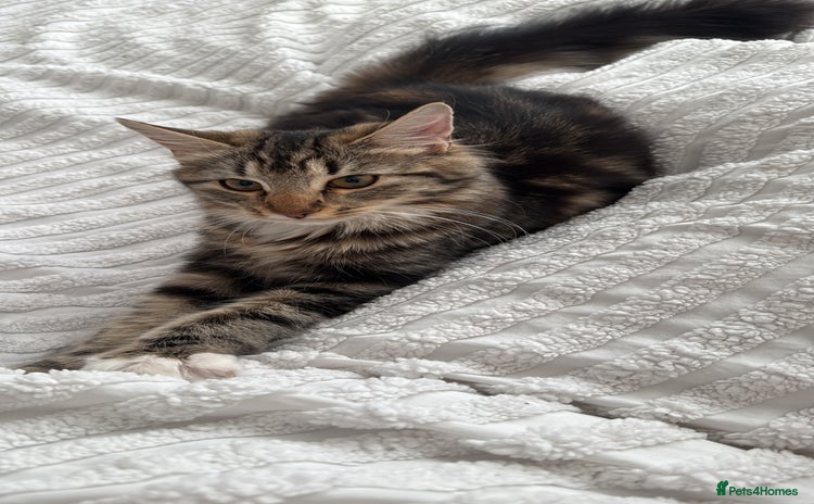 Bengal cats - Advert 1