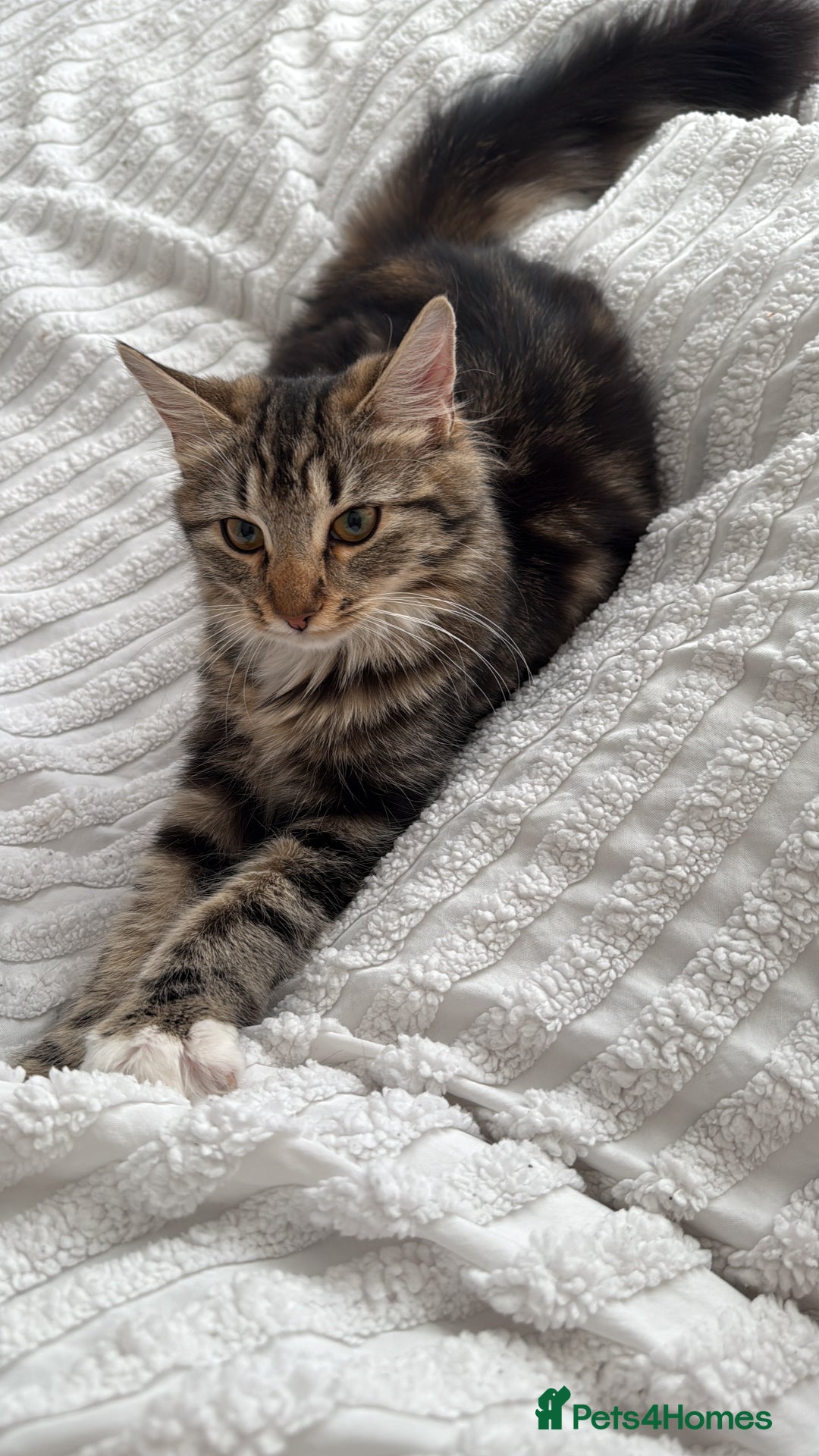 Bengal cats for sale: Re homing  - Image 1