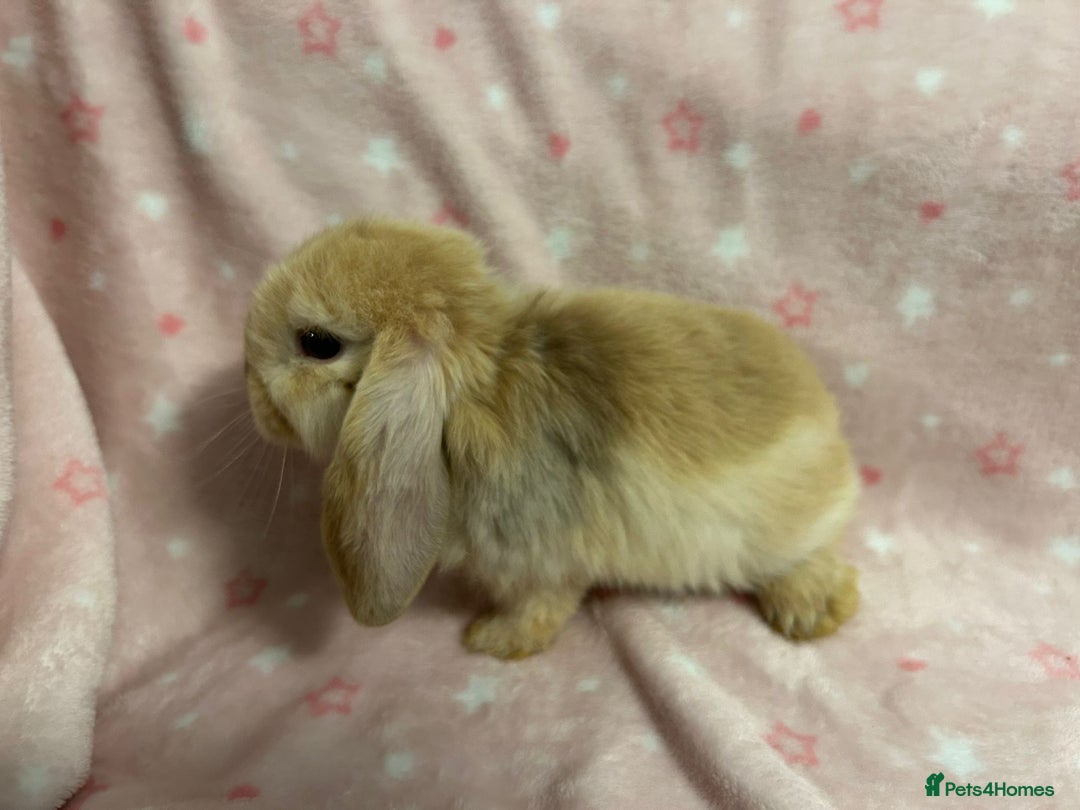 Mini Lop rabbits for sale: Mini Lop bunnies (3 Girls, 1 Boy) Ready to go - Image 8