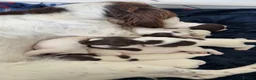 English Springer Spaniel dogs for sale: English Springer Spaniel puppies - Advert 18