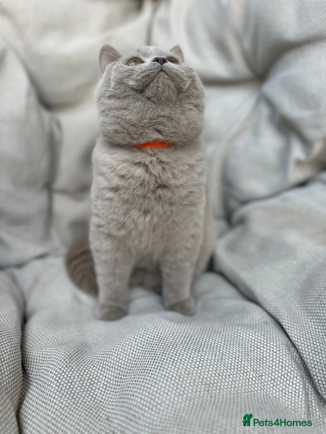 British Shorthair cats for sale: Ready British Shorthair Chunky Kittens - Advert 30
