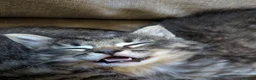 Mixed Breed cats for sale: Ragdoll Tabby Mix Fluffy Home Reared Kittens 2M/2F in Tonbridge - Advert 19