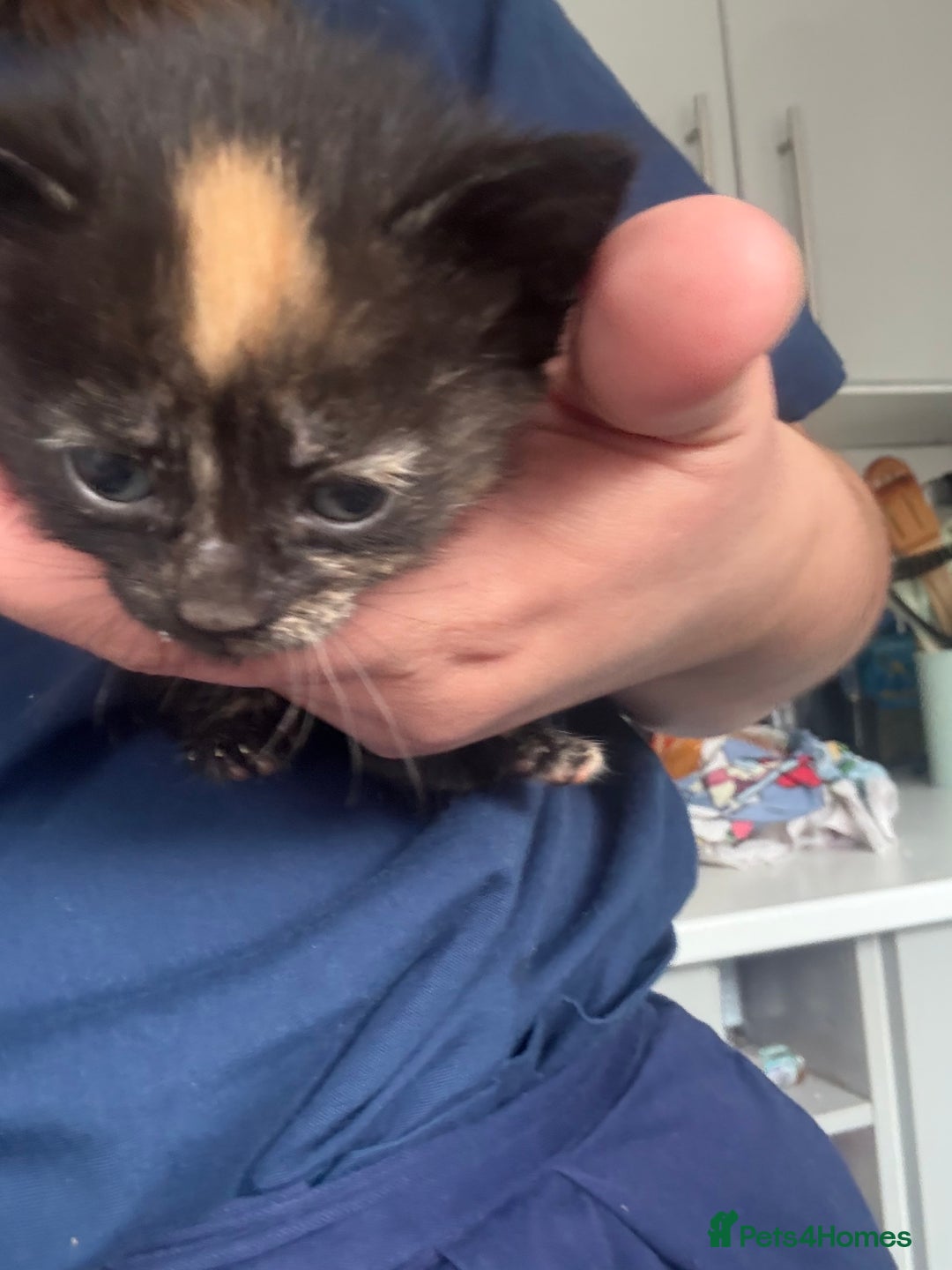 Mixed Breed cats for sale: 5 kittens for sale - Image 2