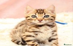 Bengal cats for sale: 🔥Stunning Bengal Kittens Available🔥 - Image 27