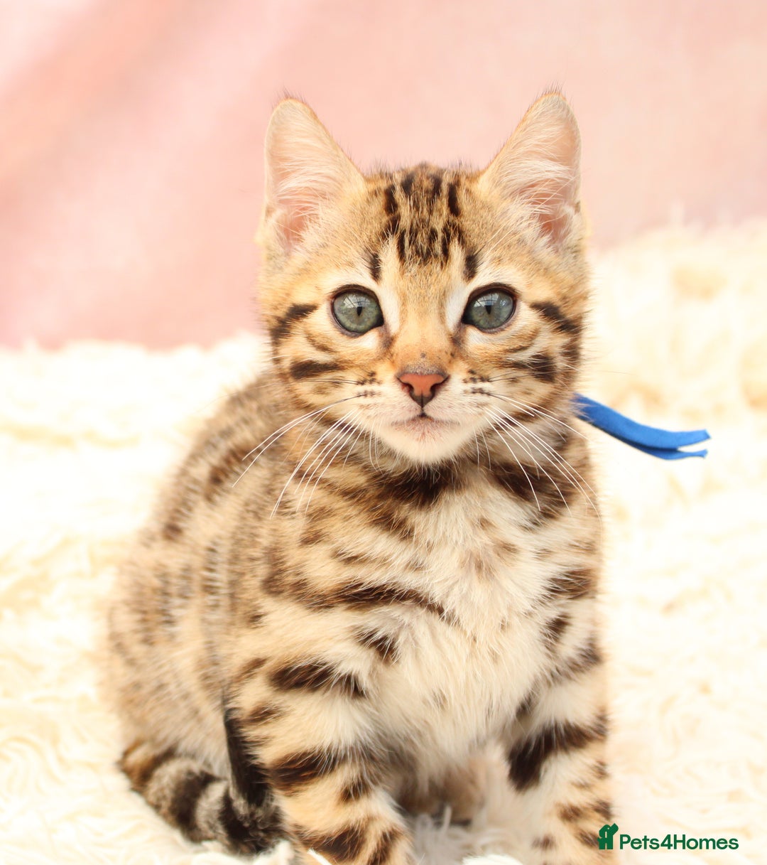 Bengal cats for sale: 🔥Stunning Bengal Kittens Available🔥 - Image 27