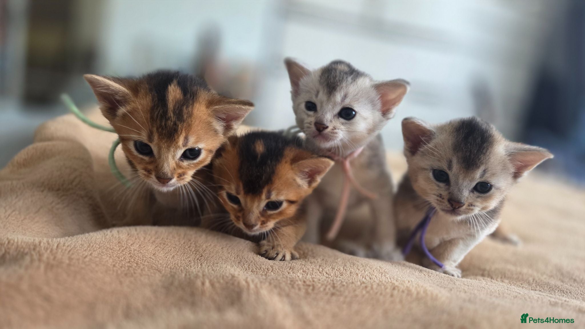Abyssinian cats 🏆 TICA Registered Abyssinian Kittens - Advert 14