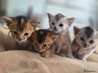 Abyssinian cats 🏆 TICA Registered Abyssinian Kittens - Advert 14