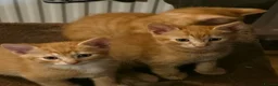 Mixed Breed cats for sale: Beautiful ginger kittens  - Advert 2