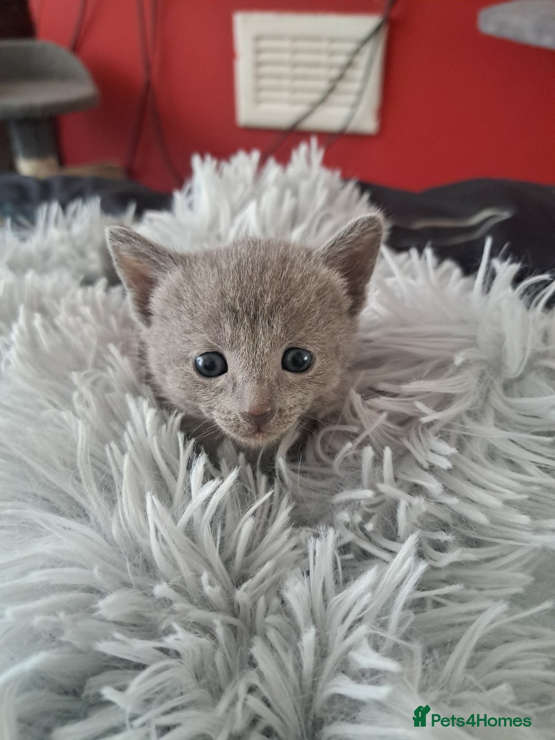 Russian Blue cats for sale: TICA Russian Blue Kittens Pedigree in Derby - Image 10