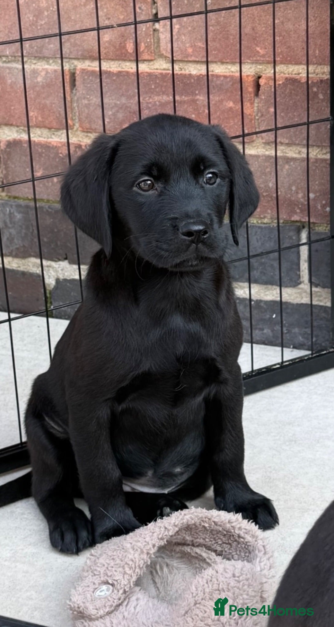 Goldador dogs Stunning black goldador puppies - Advert 5