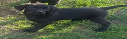 Labrador Retriever dogs for sale: 6 beautiful KC reg  Labrador retriever puppies  - Advert 3