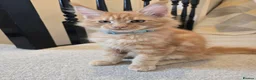 Maine Coon cats for sale: GCCF Maine Coon Kittens looking for forever homes - Advert 10