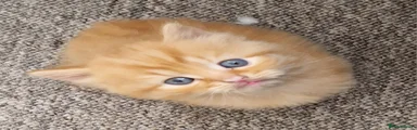 Ginger boy