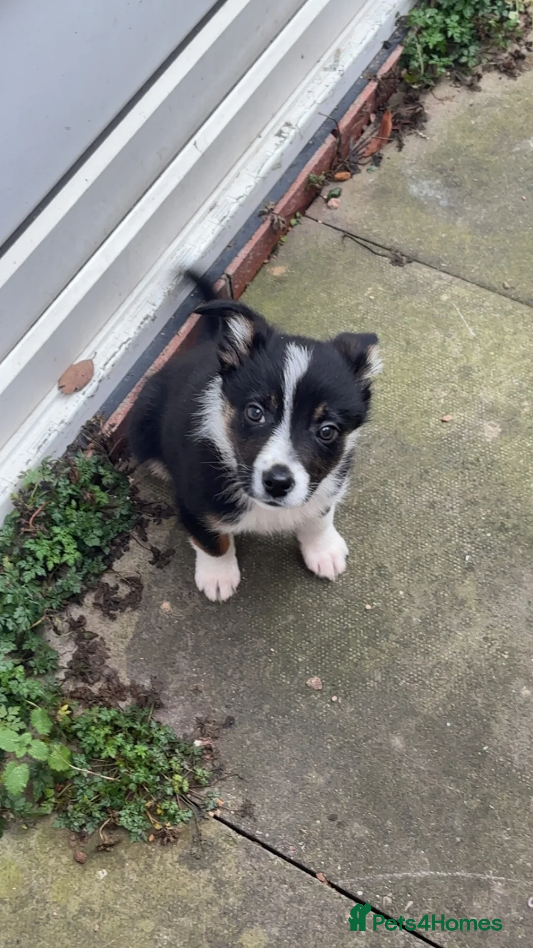 Border Collie dogs for sale: Border collie in Walsall - Advert 5