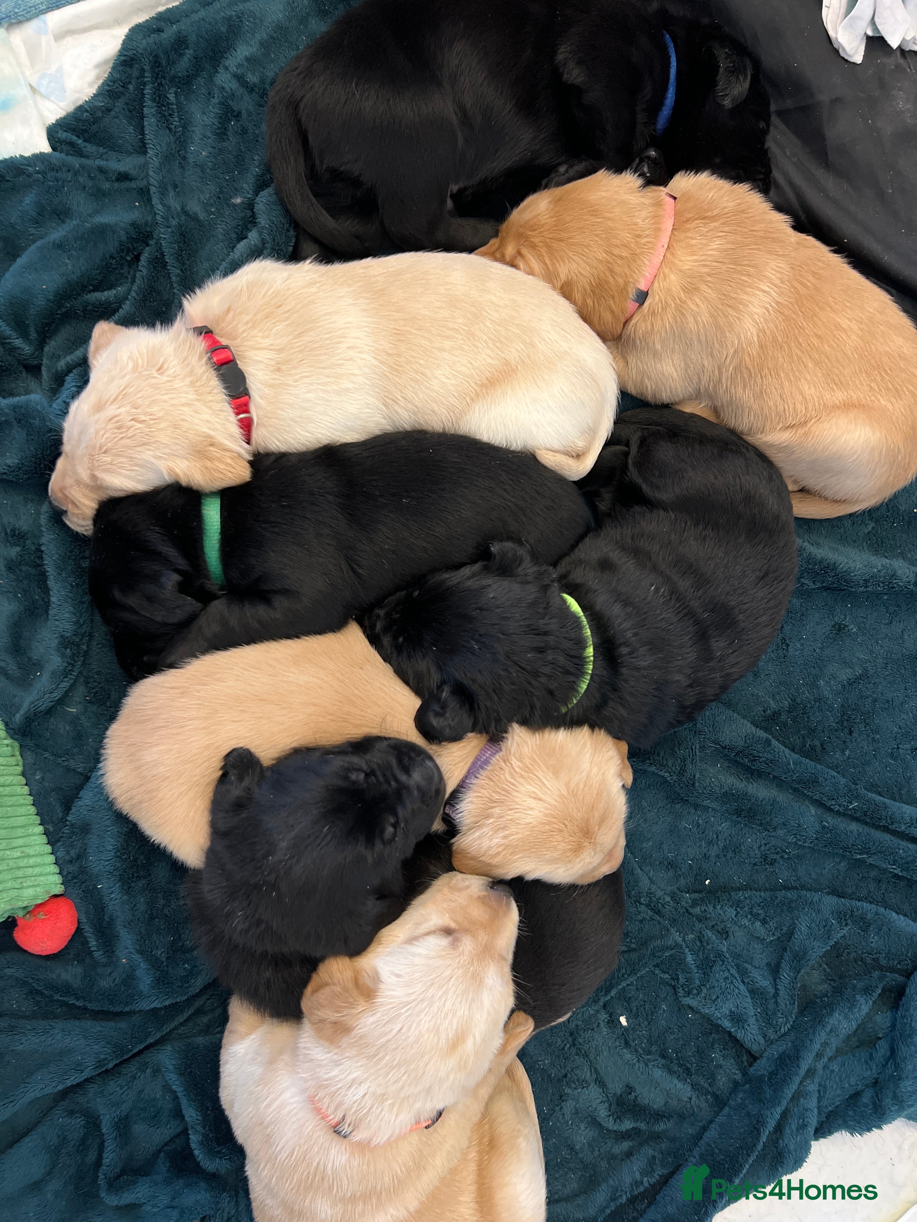 Labrador Retriever dogs **Gorgeous Labrador** - Advert 8