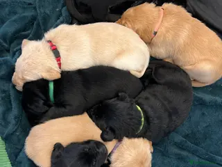 Labrador Retriever dogs **Gorgeous Labrador** - Advert 8