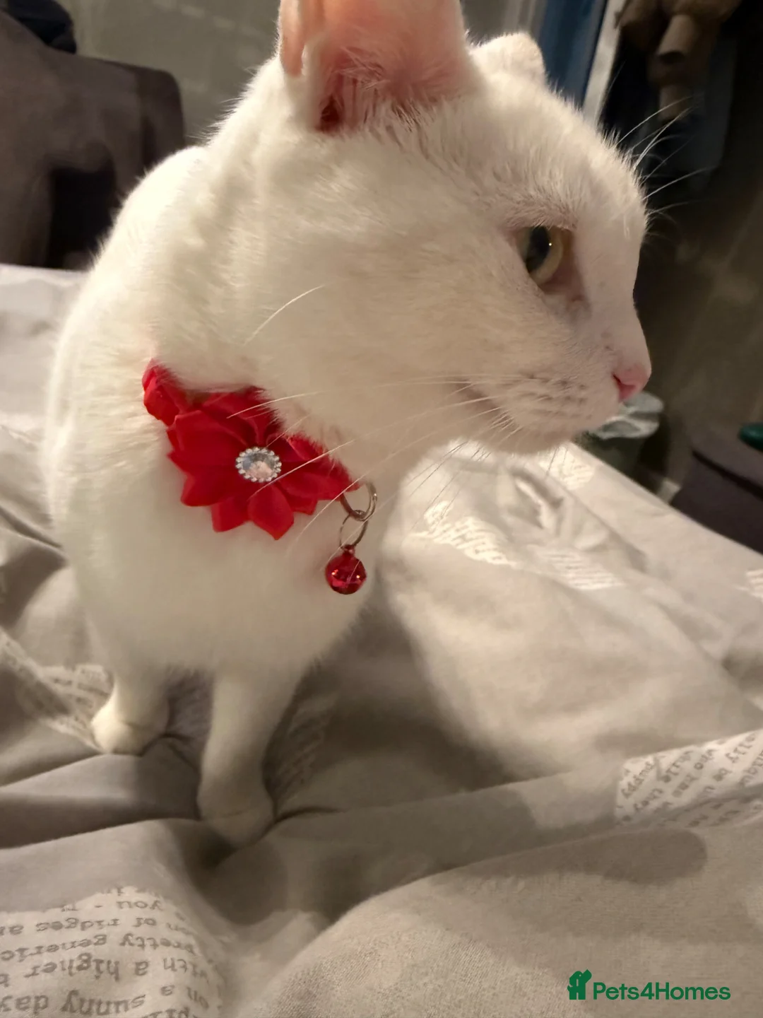 Mixed Breed cats for sale: Adorable friendly boy kitten ready for new home - Advert 2