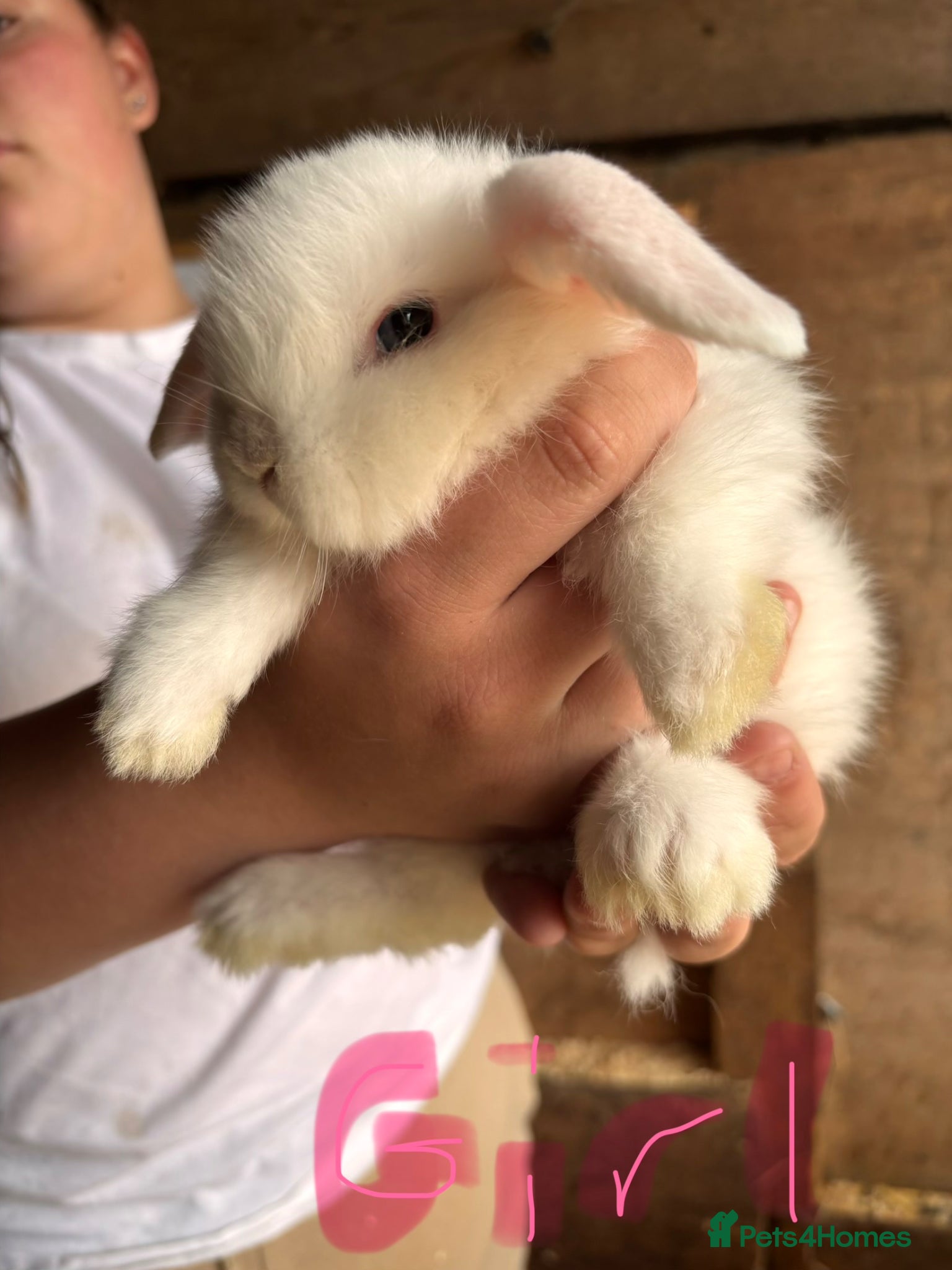 Mini Lop rabbits for sale: 8 beautiful baby’s rabbit  - Advert 21