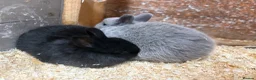 Mixed Breed rabbits for sale: 2 gorgeous babies bunnies available   - Advert 3