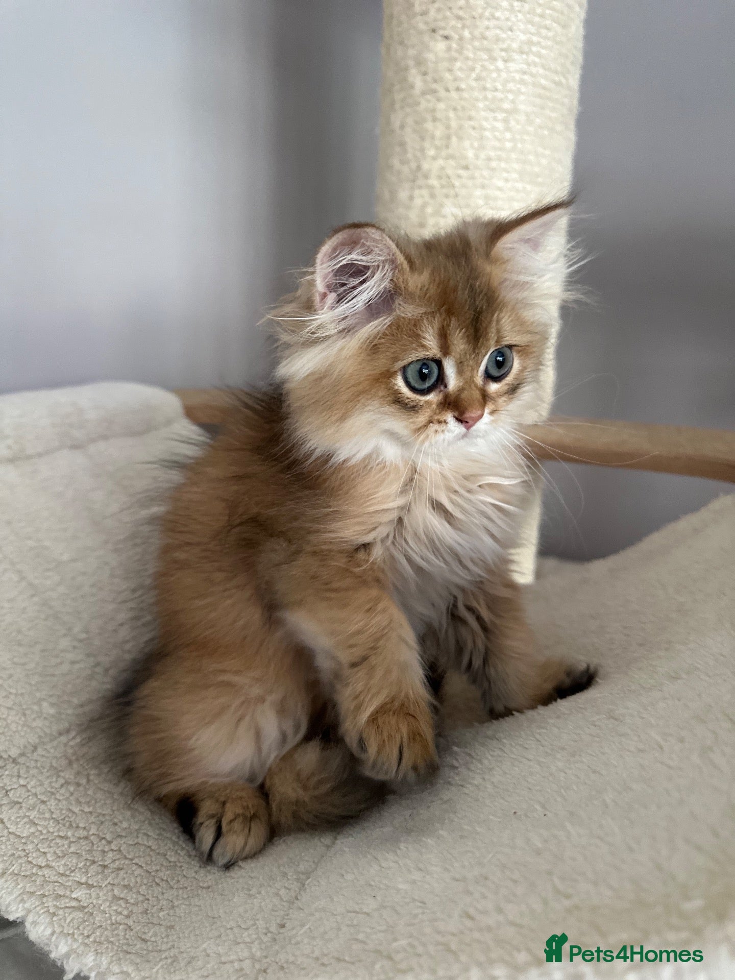 British Longhair cats 10 weeks old golden boy  - Advert 1