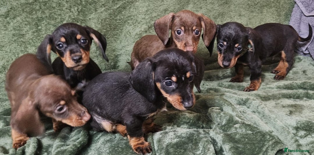 Dachshund dogs for sale: Miniature Dachshund puppies (2 left) - Advert 4