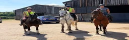 Irish Draught horses for sale: The ‘Hero’ We All Need  - Advert 4
