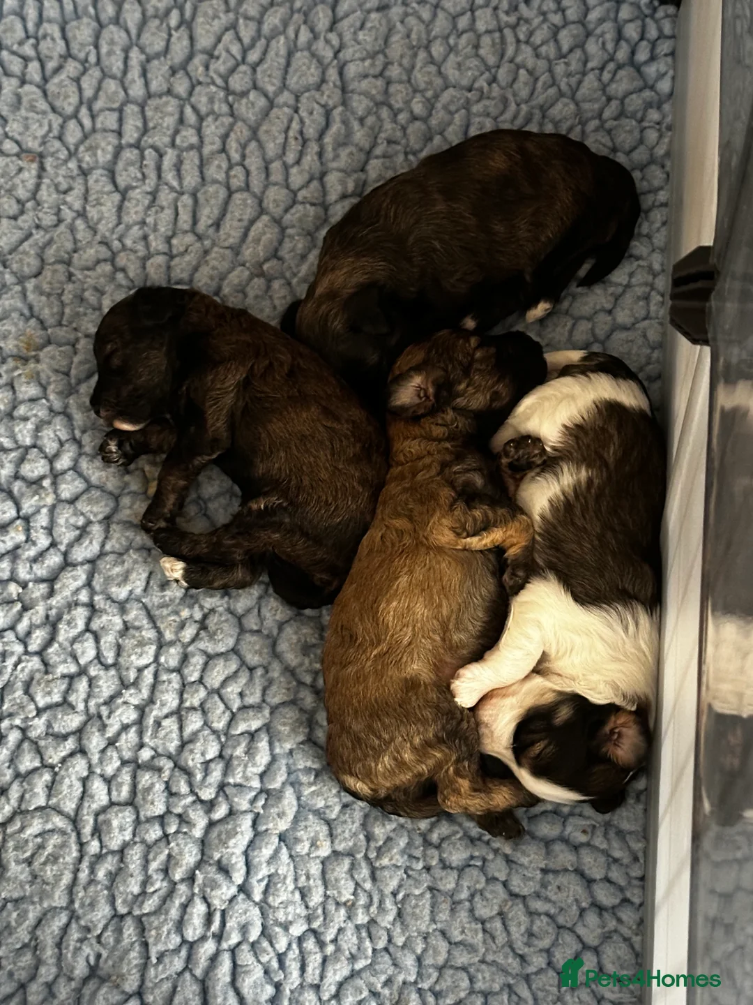 Schnoodle dogs for sale: Amazing litter of Schnoodle puppies.  - Advert 11