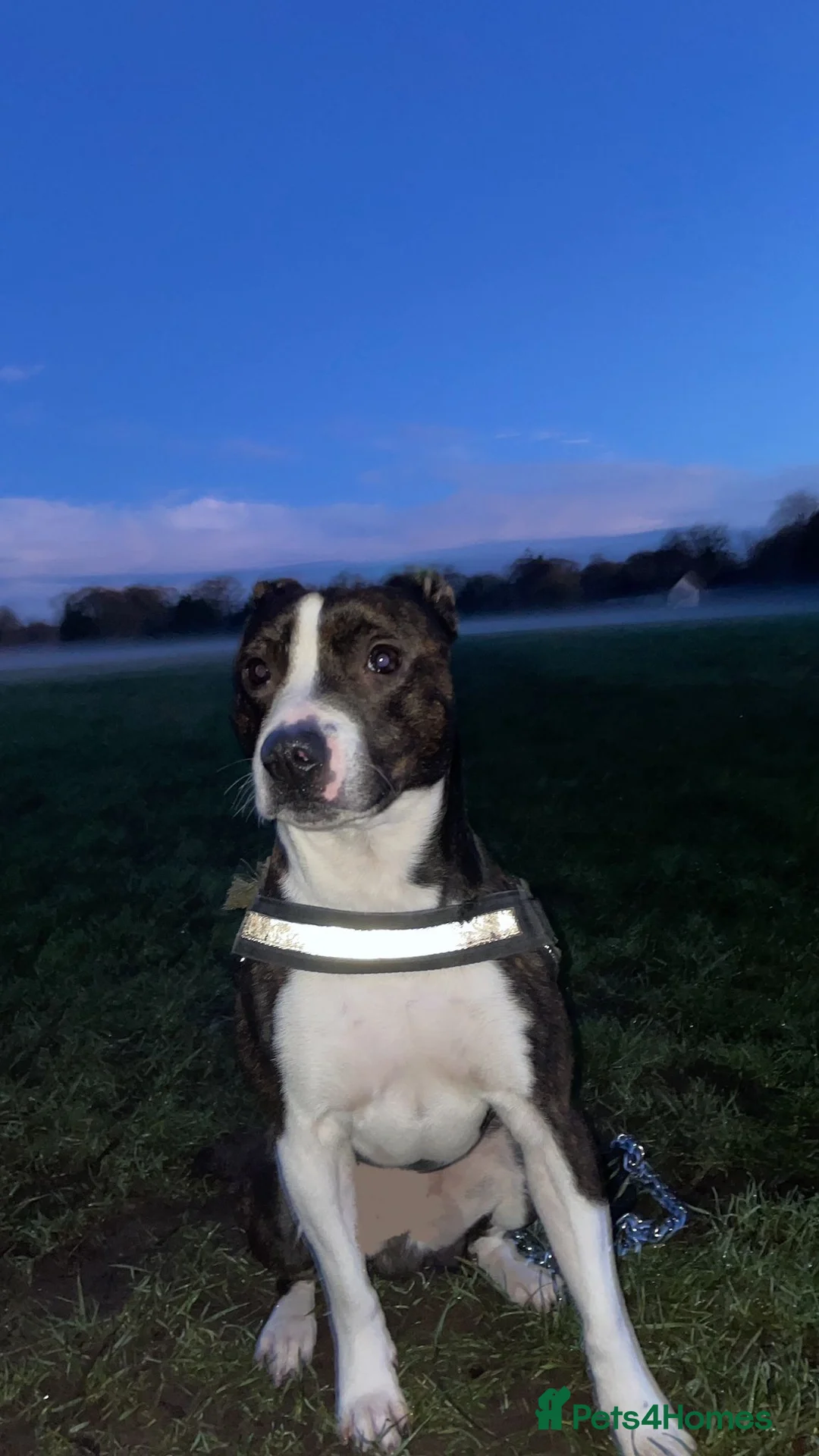 Mixed Breed dogs for sale: Eggsy in St Andrews - Advert 2