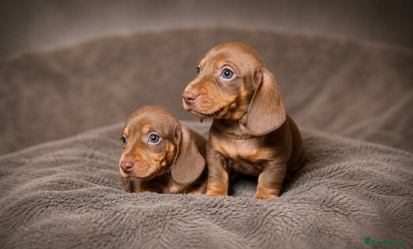 Miniature Dachshund dogs for sale: LAST 3 READY TO LEAVE Smooth haired mini dachunds - Advert 2