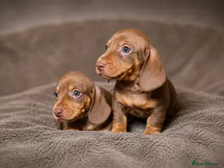 Miniature Dachshund dogs for sale: LAST 3 READY TO LEAVE Smooth haired mini dachunds - Advert 2