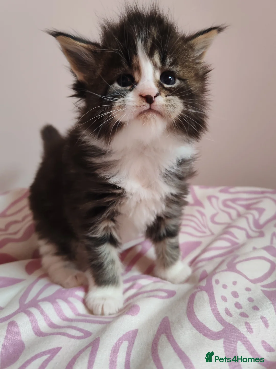 Maine Coon cats for sale: Beautiful Maine Coon Kittens  - Advert 11