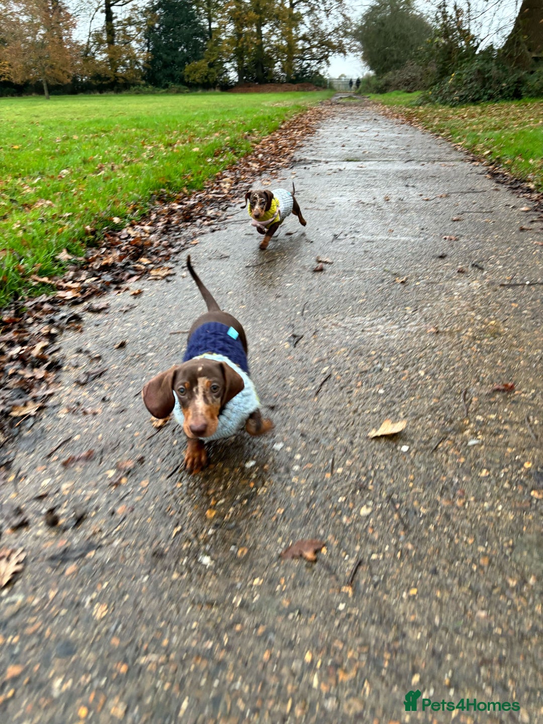 Miniature Dachshund dogs for sale: 💛 Loving Dapple Miniature Dachshund Pair 💛 - Image 16