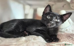 Mixed Breed cats for sale: ** ready to leave now 9 wks , 2 beautiful girls ** - Image 14