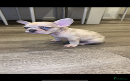 French Bulldog dogs for sale: ‼️ READY TO LEAVE NOW -3 French bulldog pups left! in Ripley - Image 4