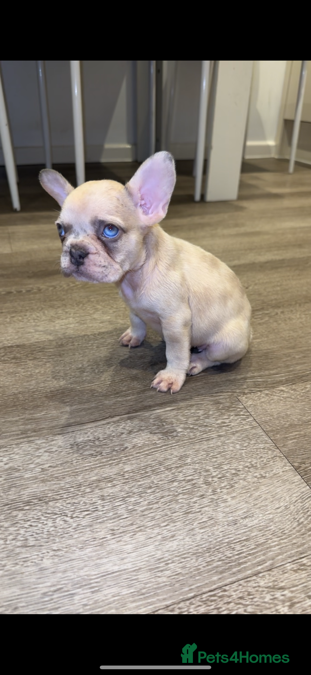 French Bulldog dogs for sale: ‼️ READY TO LEAVE NOW -3 French bulldog pups left! in Ripley - Image 4