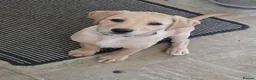 Labrador Retriever dogs for sale: Yellow Labrador puppy - Advert 1