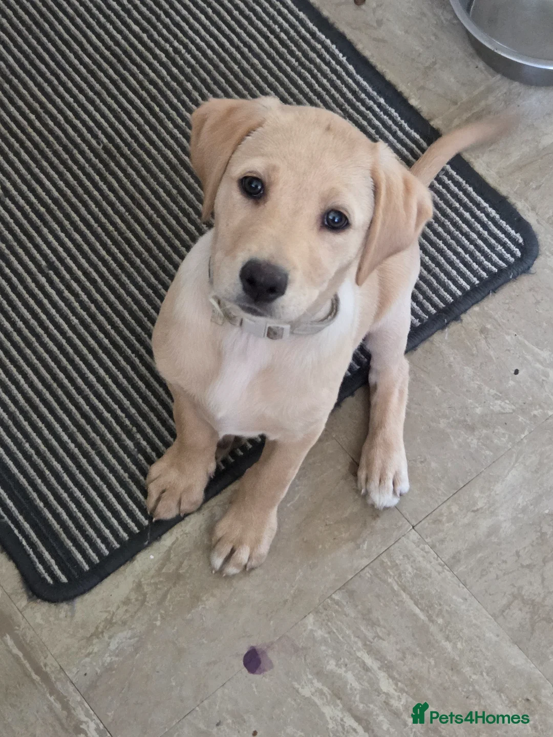 Labrador Retriever dogs for sale: Yellow Labrador puppy - Advert 1