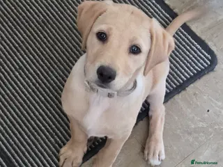 Labrador Retriever dogs Yellow Labrador puppy - Advert 6