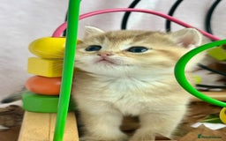 British Shorthair cats for sale: British Shorthair Golden kitten GCCF - Image 21