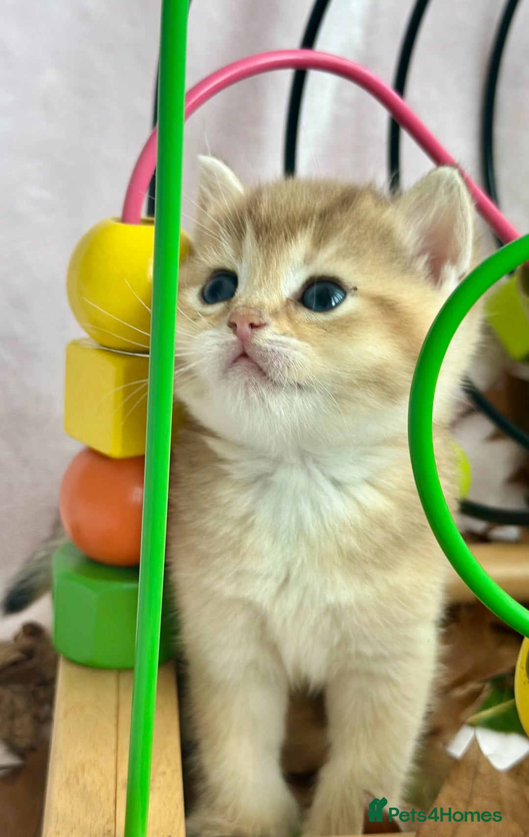 British Shorthair cats for sale: British Shorthair Golden kitten GCCF - Image 21