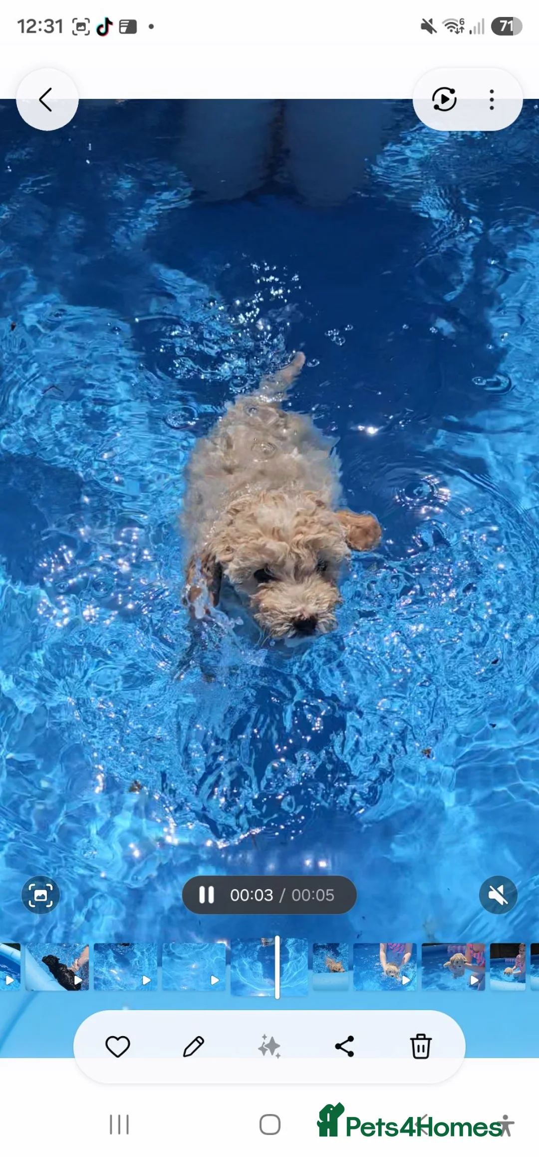 Mixed Breed dogs for sale: 🐾✨ Beautiful F2 Cockapoo Puppies Ready £995 ✨🐾  - Advert 1