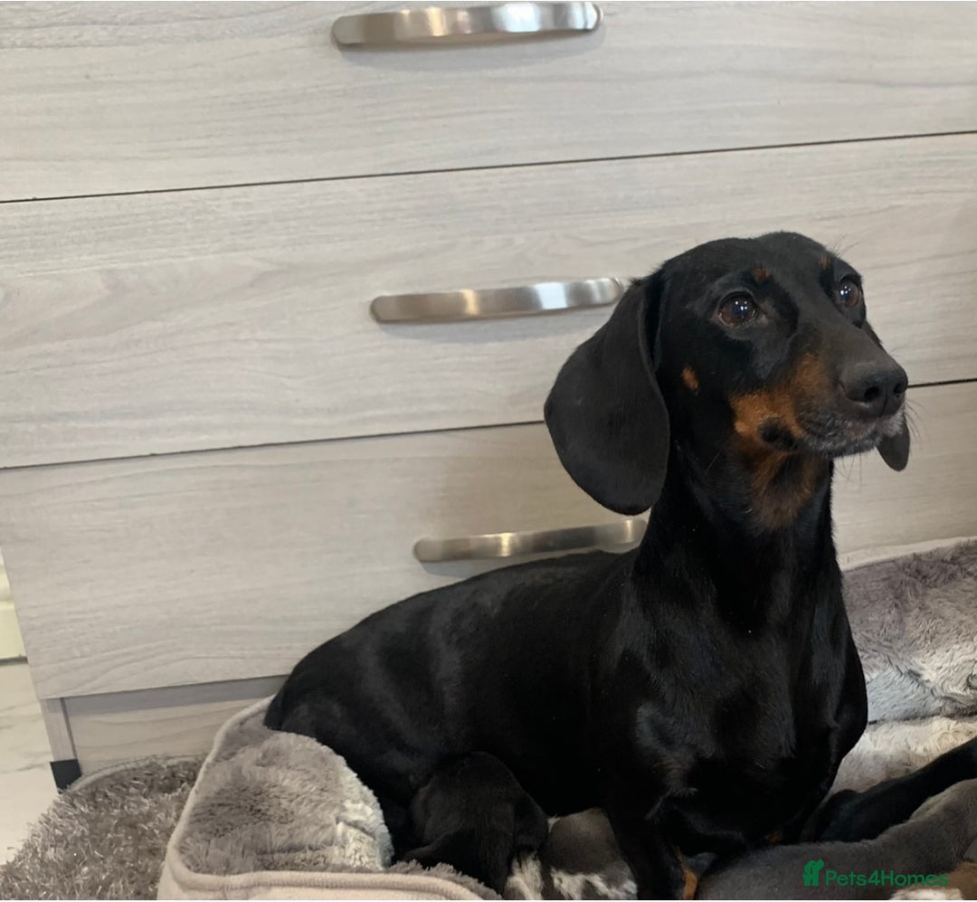 Dachshund dogs for sale: Beautiful Dachunds ready from 23rd December  - Advert 15