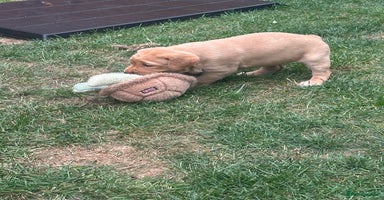 Labrador Retriever dogs - Advert 12