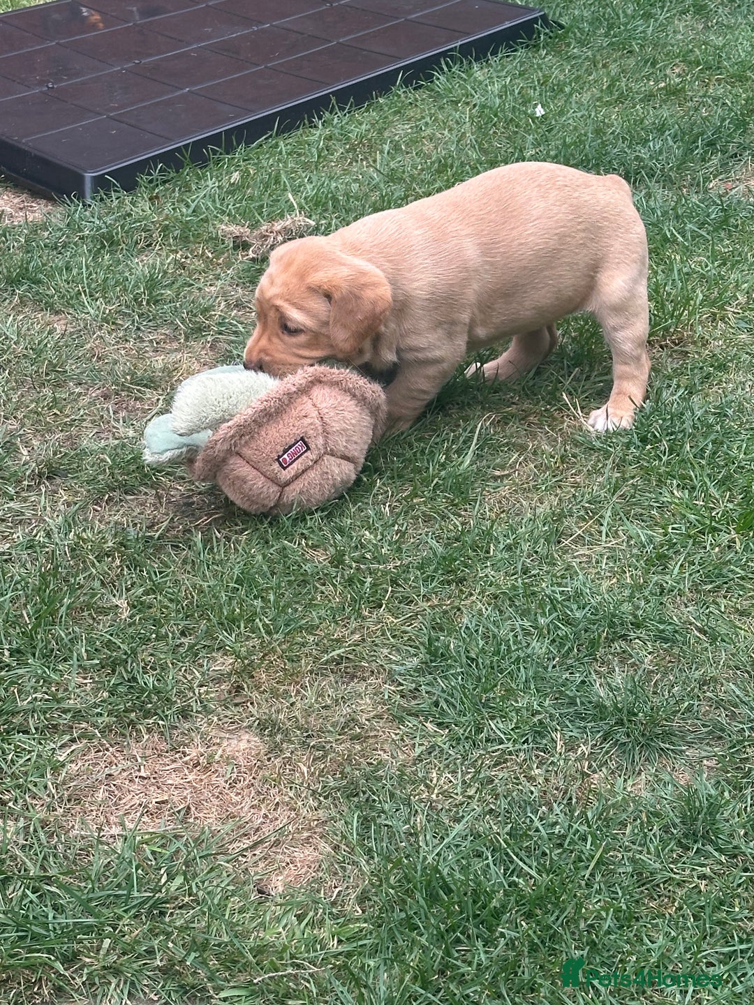 Labrador Retriever dogs for sale: Ready to leave! Beautiful KC Fox Red Labrador Girl - Image 16