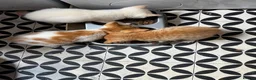 Mixed Breed cats for sale: Mixed litter of playful kittens. - Advert 9