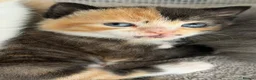 Mixed Breed cats for sale: 🐱 Beautiful friendly kittens 🐱 £180-£250  - Advert 8