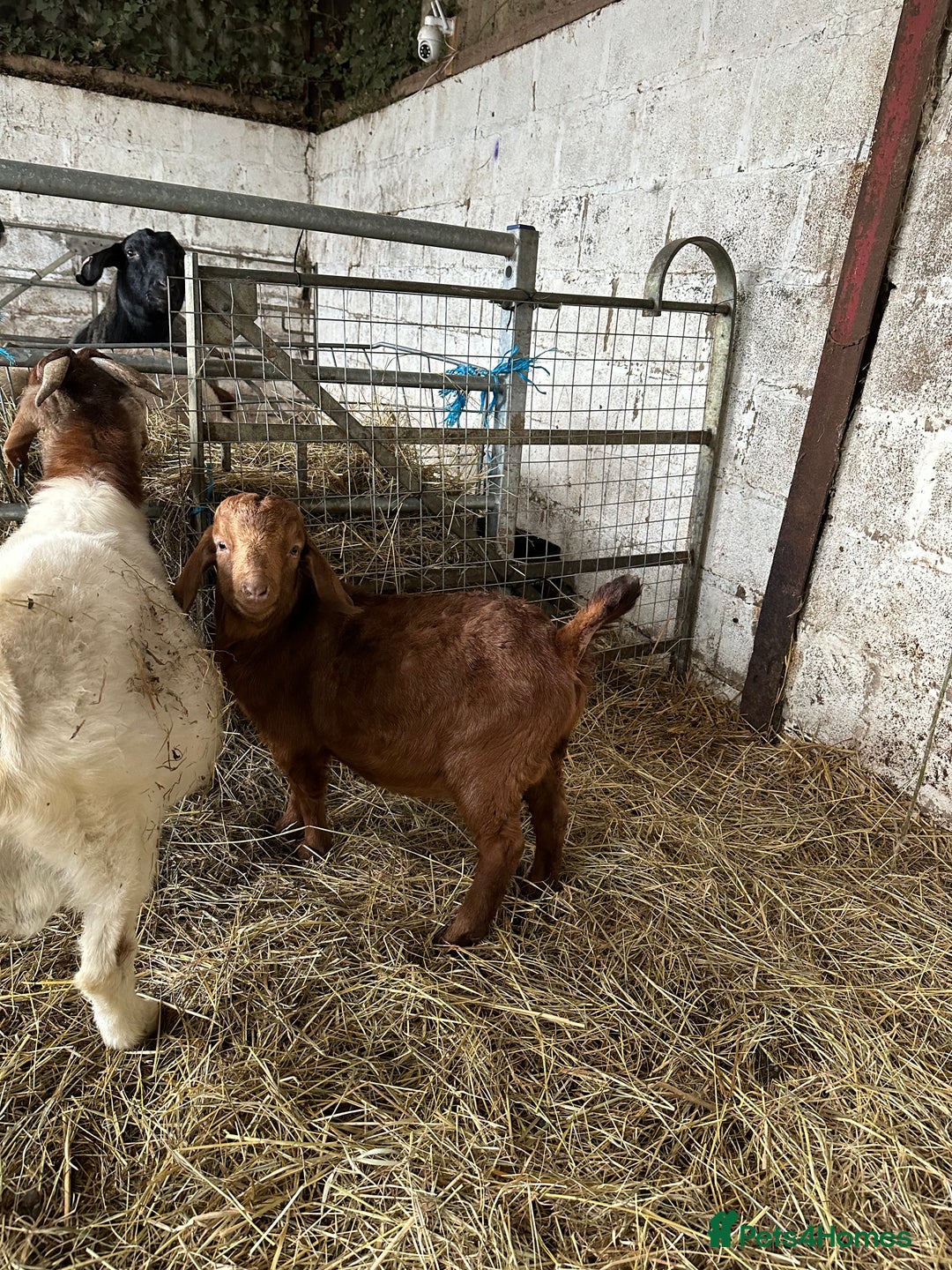 Goats livestock for sale: Red Boer buckling  - Advert 3