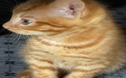 Maine Coon cats for sale: Beautiful mixed breed kittens  - Image 10