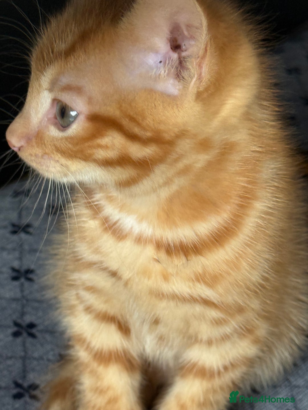 Maine Coon cats for sale: Beautiful mixed breed kittens  - Image 10